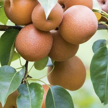 Chojuro Armut Fidanı 5 Yaş 150 cm 200 cm