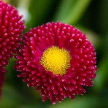 Kırmızı Şeker Tabağı Çiçeği 5CM-15CM 30 Adet