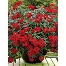 Kırmızı Askılı Saksı Mine