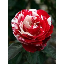 Türkiyem Baston Gülü 5 Yaşında 100CM-120CM