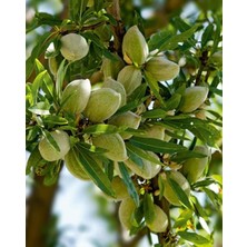 Carmel Badem Fidanı 3 Yaş 100-120 cm