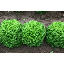 Marul Kıvırcık Fidesi 10 Adet