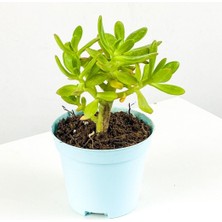 Sedum Çiçeği Fidanı 5CM-15CM