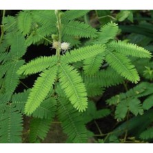 Salon Kauçuk Çiçeği Fidanı (Salon / Ofis) 100CM-120CM