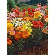 Ameiuls Zambak Fidanı Karışık Renk