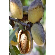 Amerikan Texas Badem Fidanı 3 Yaş 100 cm 120 cm