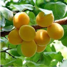 Apricos(Iğdır Şalak) Kayısı Ağacı Fidanı 100-120 cm 3 Yaş