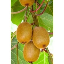 Kenolbey Kivi Fidanı 40 cm 60 cm