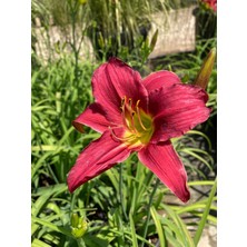 Hemerocallis Çiçeği - Fuşya Ortanca Küçük Boy Ithal