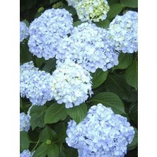 Mavi Beyaz Iki Renkli Ithal Ortanca 40 cm 60 cm