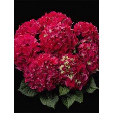 Bodur Kırmızı Ithal Ortanca Büyük Saksılı 60 cm 80 cm