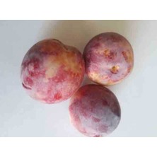 Eylül Erik Fıdanı 3 Yaş 100-120 cm