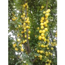 Duante Erik 5 Yaş 150-200 cm