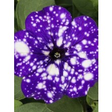 Petunya Fidesi Mor Çilli Askılık Saksıda