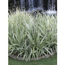 Alacalı Kılıç Otu 40CM-60CM