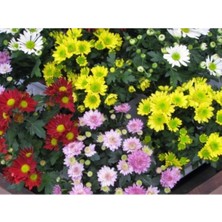 Bodur Kasımpatı Fidesi 10 Adet - Krizantem