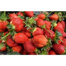 Palomar Frigo Çilek Fidesi 30 Adet