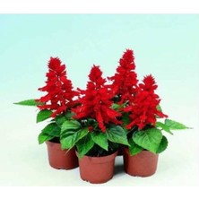 Ateş Çiçeği Fidesi 30 Adet