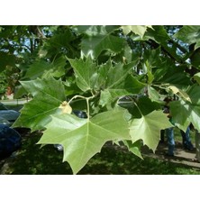 Çınar Ağacı Fidanı 150CM-200CM