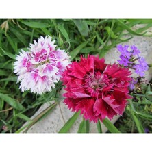 Çin Karanfili Fidesi Karışık Renk 30 Adet 5 CM-15CM