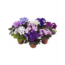 Afrika Menekşesi Karışık Renk 2 Adet