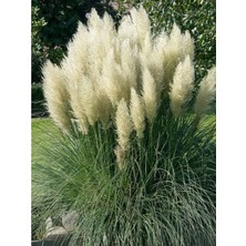 Beyaz Pampas Saz Çiçeği Fidanı 40CM-60CM