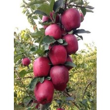 Breaburn Elma Ağacı Fidanı 3 Yaş 100-120CM