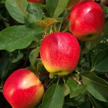 Starkrimson Delicious Elma Ağacı 5 Yaş 150 cm 200 cm