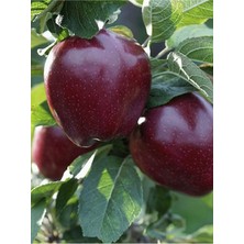 Chinega Elma Ağacı Fidanı 3 Yaş 100 cm 120 cm