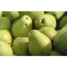 Isparta Armut Fidanı 5 Yaş