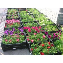 10 Adet Petunya Fidesi 5CM-15CM