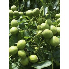 Meylannaise Ceviz 3 Yaş 100- 120CM