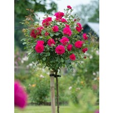 Koyu Kırmızı Baston Gülü 5 Yaşında 100CM-120CM