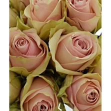 Pembe Kesme Gül 40CM-60CM