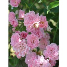 Pembe Minyatür Gül 20CM-40CM