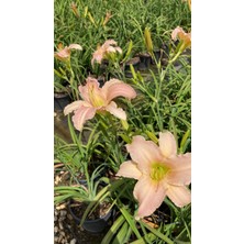 Hemerocallis Çiçeği - Ortanca Küçük Boy Ithal