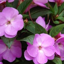 Mor Cam Güzeli Fidanı 20CM-40CM