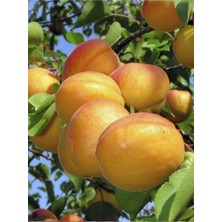 Çataloğlu Kayısı Ağacı Fidanı 3 Yaş 100 cm 120 cm