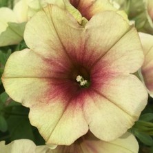 Petunya Fidesi Kahverengi Beyaz 10 Adet Fide