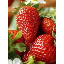 Dorit Çilek Fidesi 10 Adet