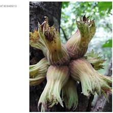 Foşa Fındık Fidanı 80-100CM