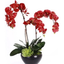 Kırmızı Çift Dal Orkide 80 cm