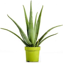 Aloe Vera 20CM-40CM