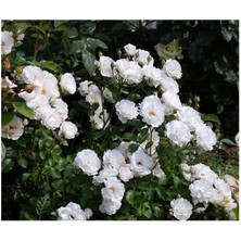Beyaz Sarılıcı Minyatür Gül 100CM-120CM
