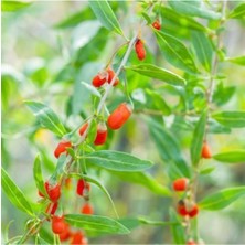 Barbarum Xl Gojiberry Fidanı 40 cm 60 cm