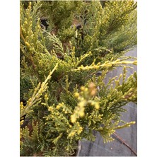 Sarı Old Gold Ardınç Çiçeği Fidanı 20CM-40CM