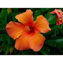 Turuncu Japon Gülü 100CM-120CM