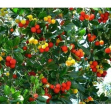 Dağ Çiçeği Fidanı 80 cm 100 cm