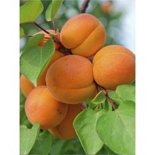 Çağataybey Kayısı Ağacı Fidanı 150-200 cm 5 Yaş