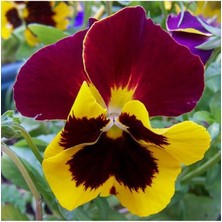 Kahverengi Sarı Hercai Çiçeği Fidesi 5CM-15CM 30 Adet